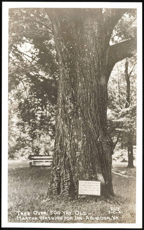 500 Year Old Tree at Martha Washington Inn Abingdon Virginia
