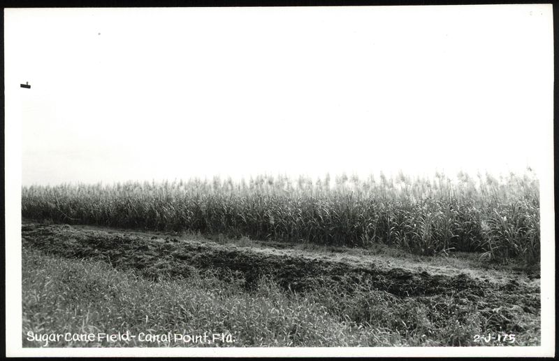 Sugar Cane Field in Canal Point, Florida