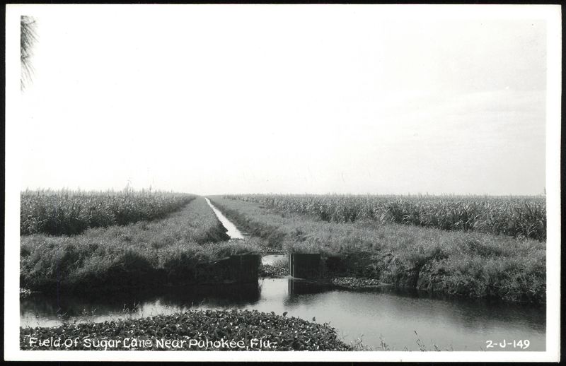 Sugar Cane Field and Irrigation Canal near Pahokee Florida