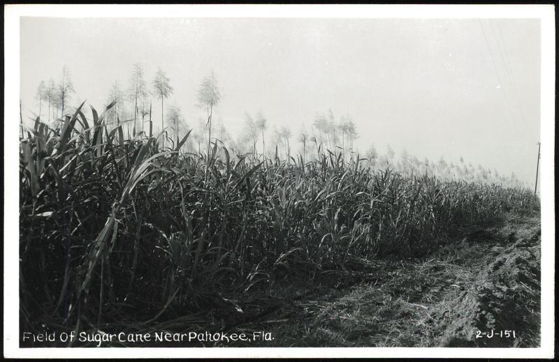 Sugar Cane Field Near Pahokee, Florida