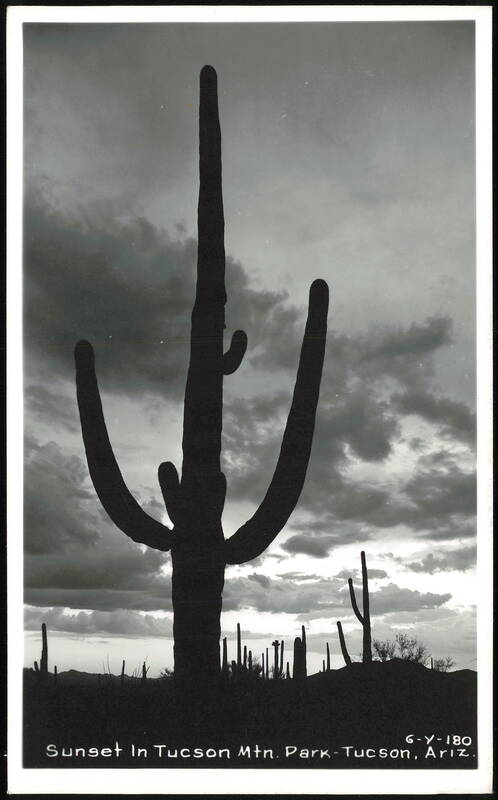 Saguaro Cactus Silhouette at Sunset in Tucson Mountain Park Arizona