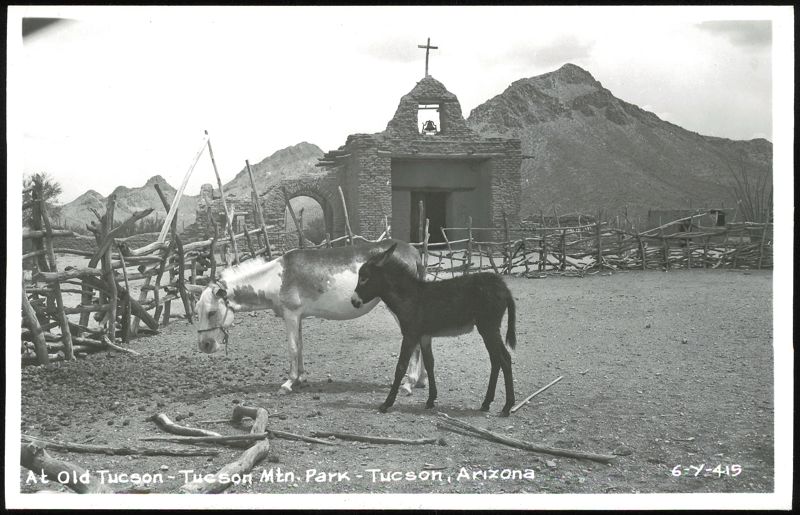 Donkeys at Old Tucson, Tucson Mountain Park Arizona