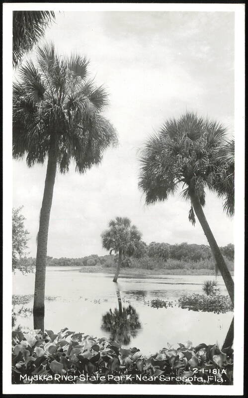Palm Trees in Myakka River State Park Sarasota Florida