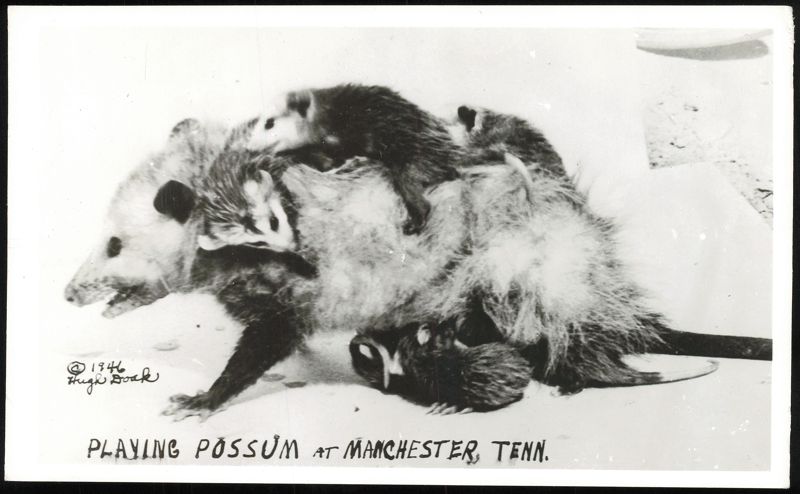 Playing Possum with Babies in Manchester, Tennessee
