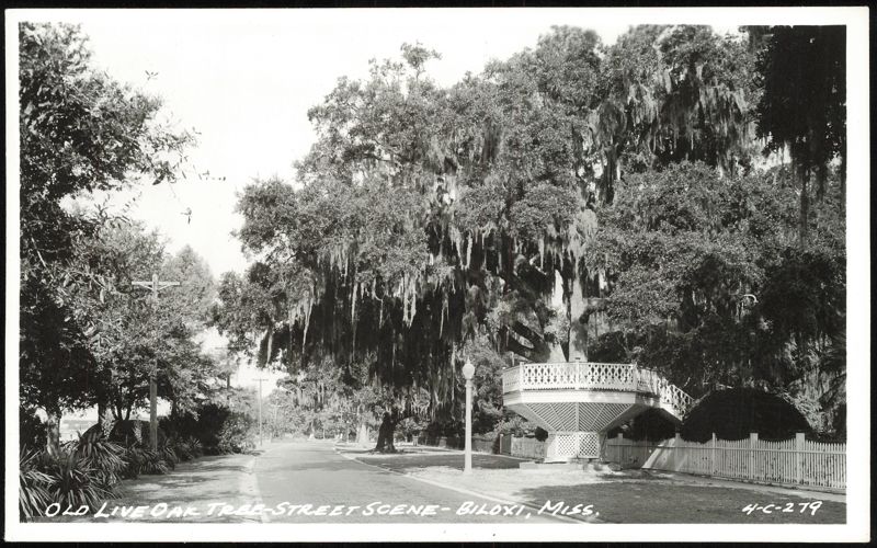 Old Live Oak Tree and Street Scene Biloxi Mississippi