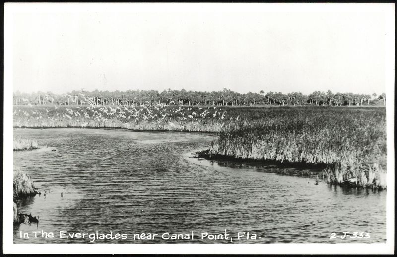 Flock of Birds Flying Over the Everglades Canal Point Florida
