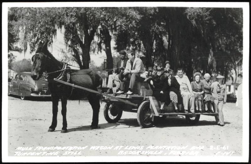 Mule Wagon, Lewis Plantation & Turpentine Still Brooksville Florida