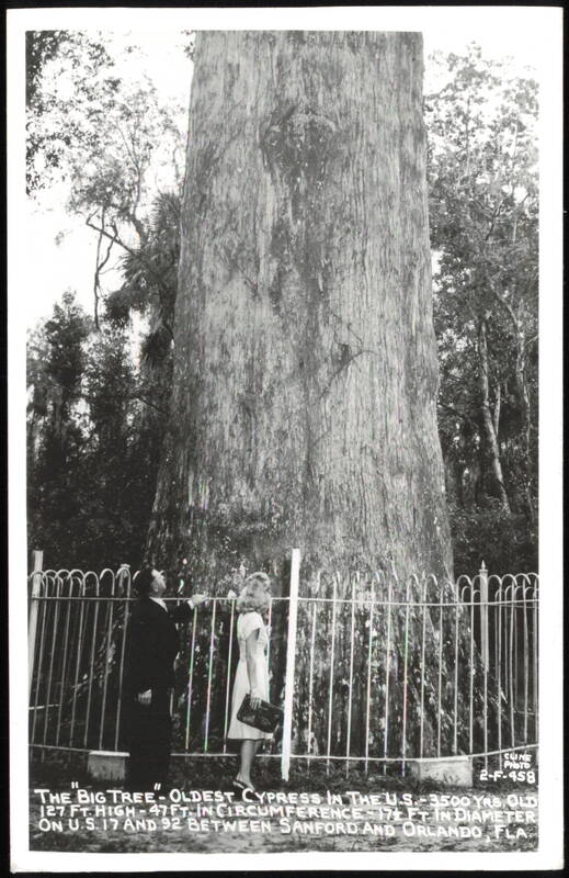 The Big Tree, Oldest Cypress in the U.S. Florida