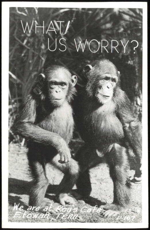 Chimpanzees What! Us Worry? Roy's Cafe Etowah Tennessee
