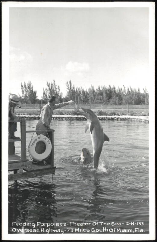 Feeding Porpoises, Theater of the Sea Florida