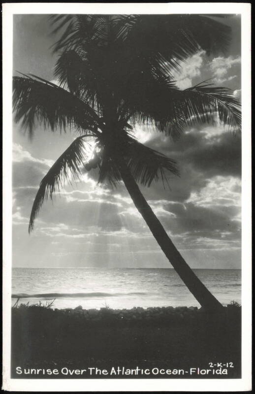 Sunrise Over the Atlantic Ocean with Leaning Palm Tree Daytona Beach Florida
