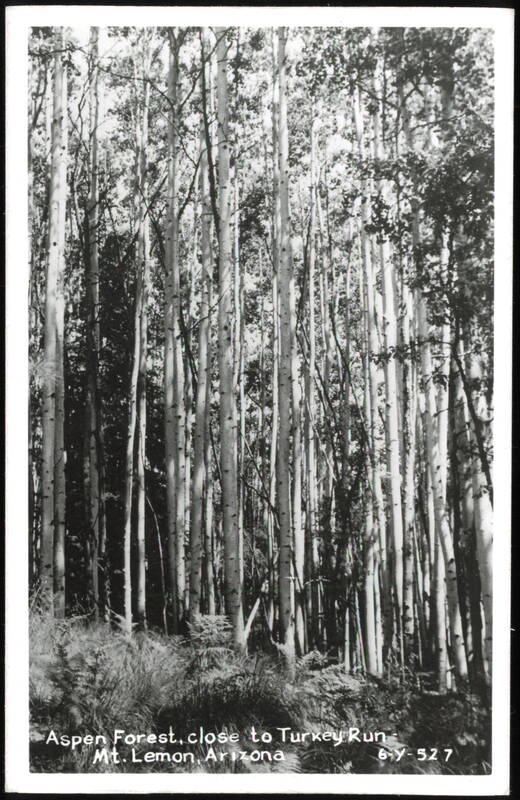Aspen Forest Close to Turkey Run, Mt. Lemon Arizona