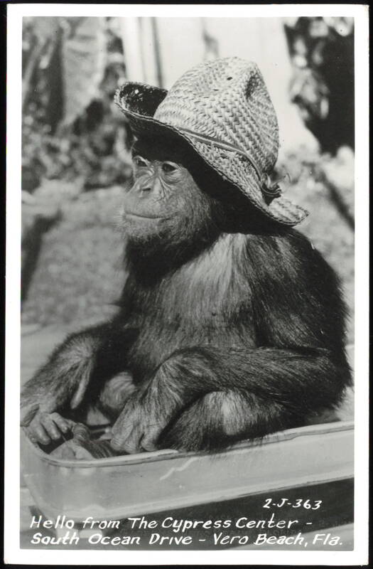 Chimpanzee in Straw Hat, The Cypress Center Vero Beach Florida