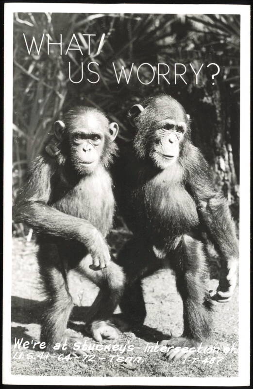 Two Chimpanzees, What! Us Worry? Stuckey's Tennessee