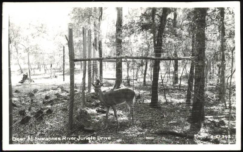 Deer at Suwannee River Jungle Drive Old Town Florida