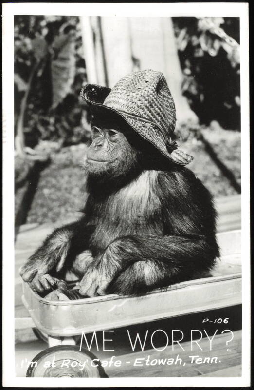 Chimpanzee in Straw Hat 'Me Worry?' Roy's Cafe Etowah Tennessee