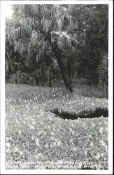 Water Hyacinths in Bloom at Myakka River State Park Postcard