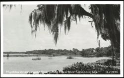 Myakka River View in Myakka River State Park Postcard