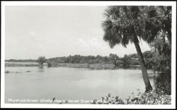 Myakka River State Park Landscape View Postcard