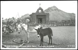 Donkeys at Old Tucson in Tucson Mountain Park Postcard