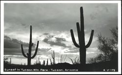 Saguaro Cacti Silhouette at Sunset in Tucson Mountain Park Postcard