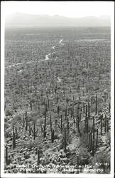 Road Through Saguaro Cactus in Tucson Mountain Park Postcard