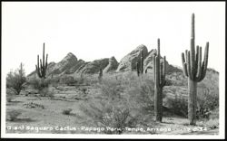 Giant Saguaro Cactus in Papago Park Postcard