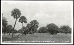 Palm Trees at Myakka River State Park Postcard