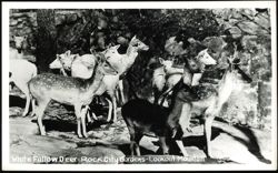 White Fallow Deer at Rock City Gardens Postcard