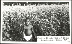 Child in a Field of Flowers Postcard