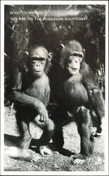 Two Chimpanzees on the Mississippi Gulf Coast Postcard