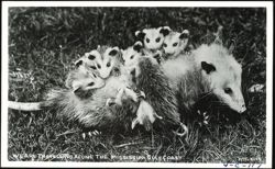 Opossum Mother with Babies on Mississippi Gulf Coast Postcard