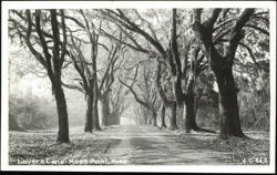 Lover's Lane Tree-Lined Road in Moss Point Postcard
