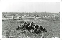 Angora Goats Grazing in a Field near Eastland, Texas Postcard