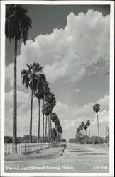 Palm Lined Street in Donna, Texas Postcard