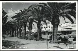 Date Palms Along Main Street in Donna, Texas Postcard