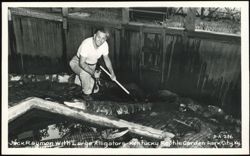 Jack Raymon with Large Alligators at Reptile Garden Postcard