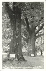 Old Trees at Martha Washington Inn Postcard