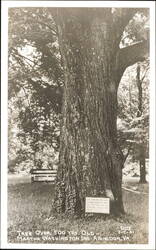 500 Year Old Tree at Martha Washington Inn Postcard