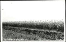 Sugar Cane Field in Canal Point, Florida Postcard