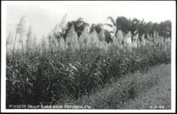 Sugar Cane Field with Flowering Plumes Postcard