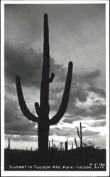 Saguaro Cactus Silhouette at Sunset in Tucson Mountain Park Postcard