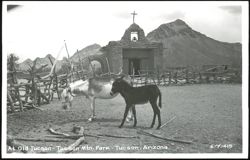 Donkeys at Old Tucson, Tucson Mountain Park Postcard