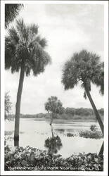 Palm Trees in Myakka River State Park Postcard