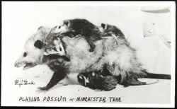 Playing Possum with Babies in Manchester, Tennessee Postcard