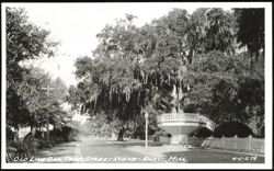 Old Live Oak Tree and Street Scene Postcard