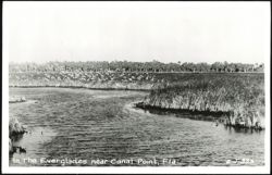 Flock of Birds Flying Over the Everglades Postcard