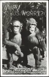 What! Us Worry? Chimpanzees Audubon China and Gift Shop Postcard
