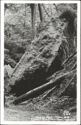 Wedge Rock, Trail #3, Turkey Run State Park Postcard
