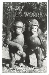 Chimpanzees What! Us Worry? Roy's Cafe Postcard